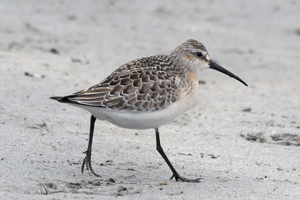 Curlew sandpiper